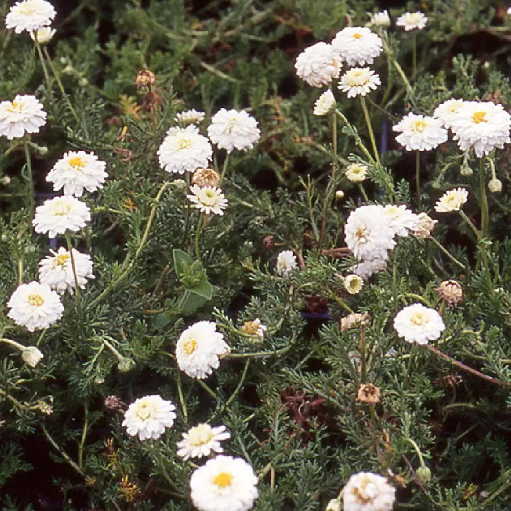 CHAMAEMELUM nobile 'Ligulosum'