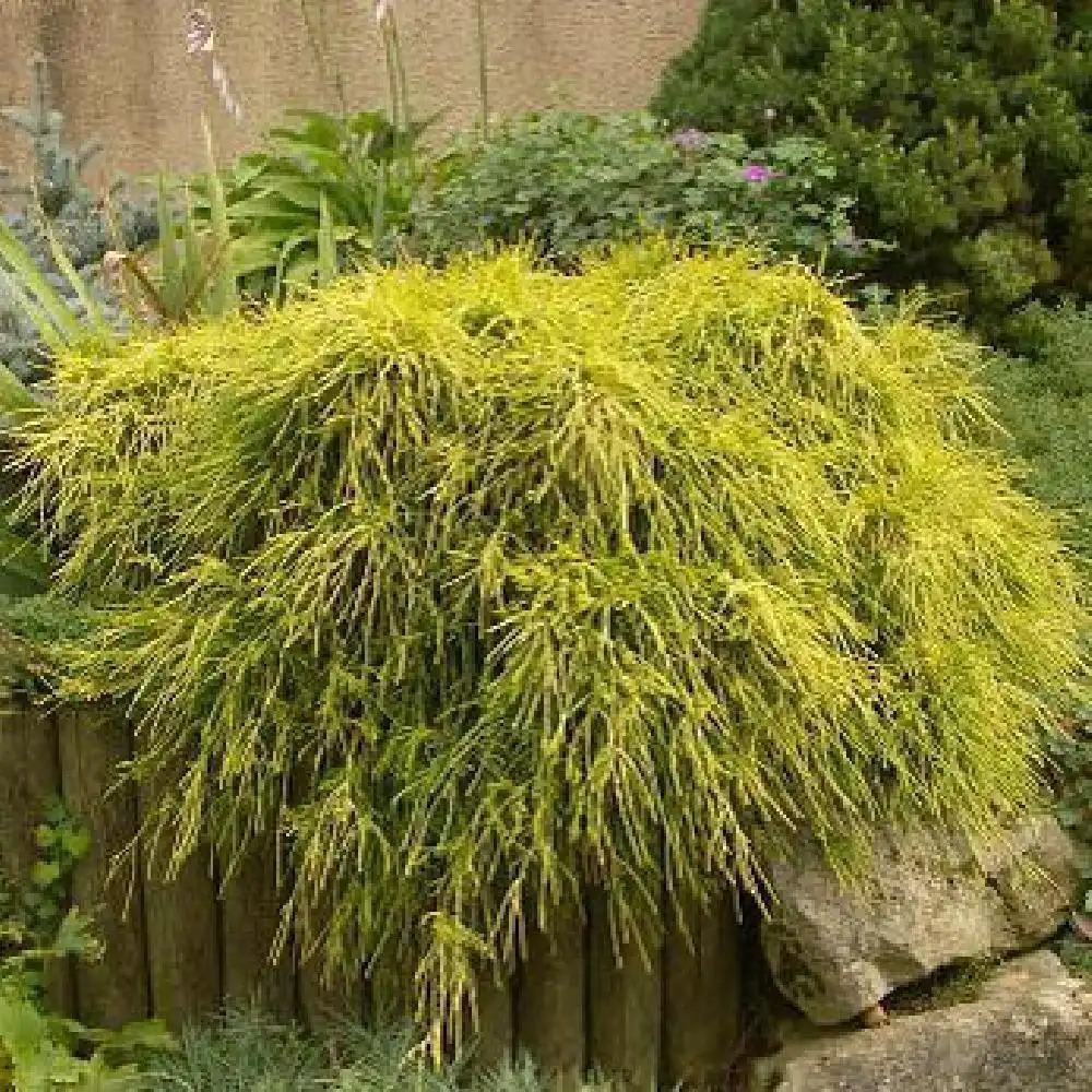 CHAMAECYPARIS pisifera 'Sungold'