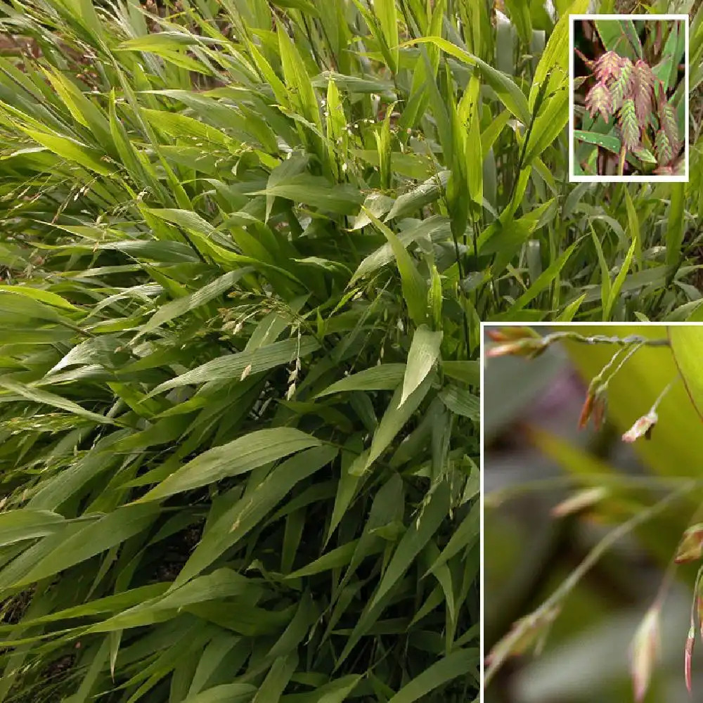 CHASMANTHIUM latifolium