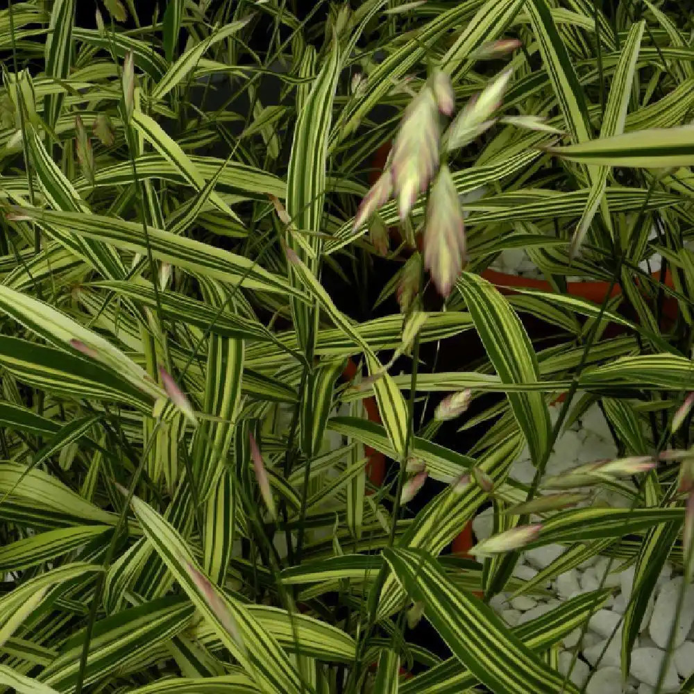 CHASMANTHIUM latifolium 'River Mist'