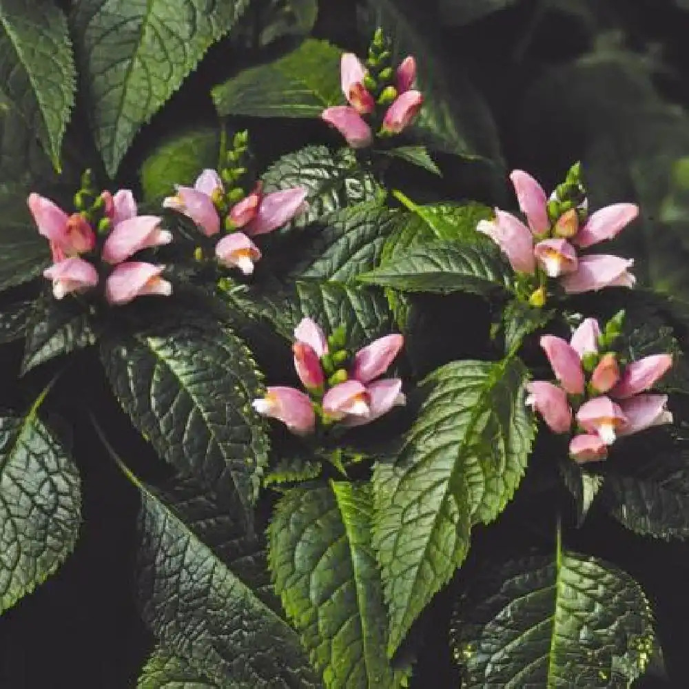 CHELONE lyonii 'Pink Temptation'