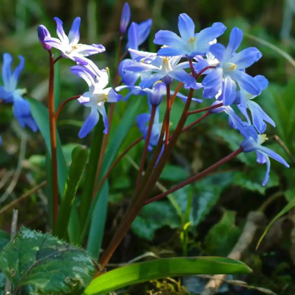 CHIONODOXA luciliae (lot de 20) - Gloire des Neiges - pépinières Lepage  Bretagne Bord de mer