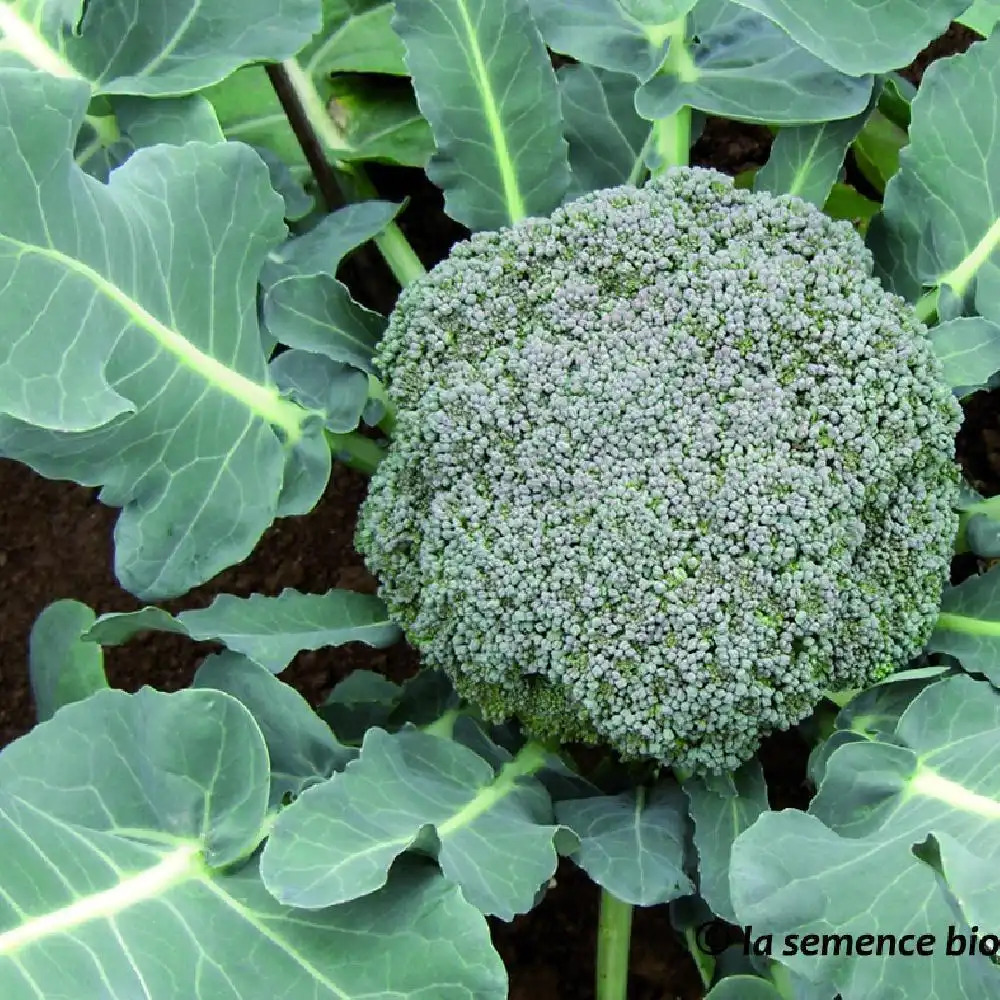 CHOU Brocoli 'Calinaro'