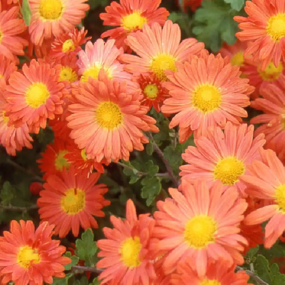 CHRYSANTHEMUM 'Apollo'