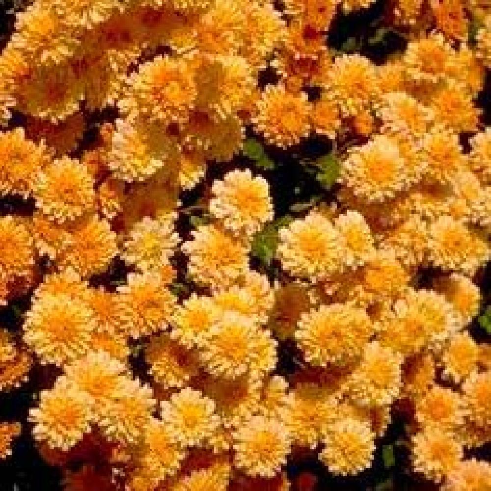 CHRYSANTHEMUM 'Aurore'