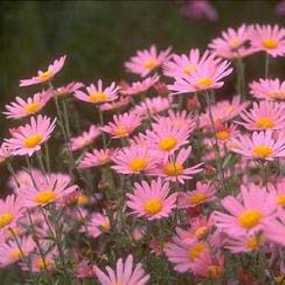 CHRYSANTHEMUM 'Clara Curtis'