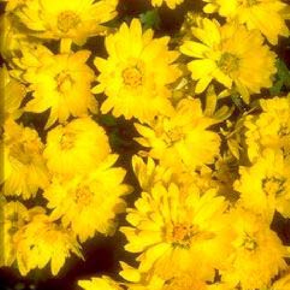 CHRYSANTHEMUM 'Dernier Soleil'