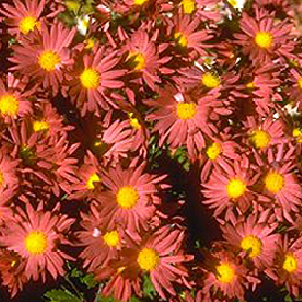 CHRYSANTHEMUM 'Feu de l'automne'