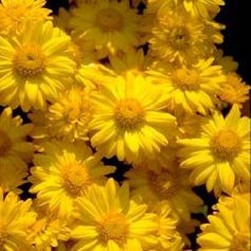 CHRYSANTHEMUM 'Goldmarianne'