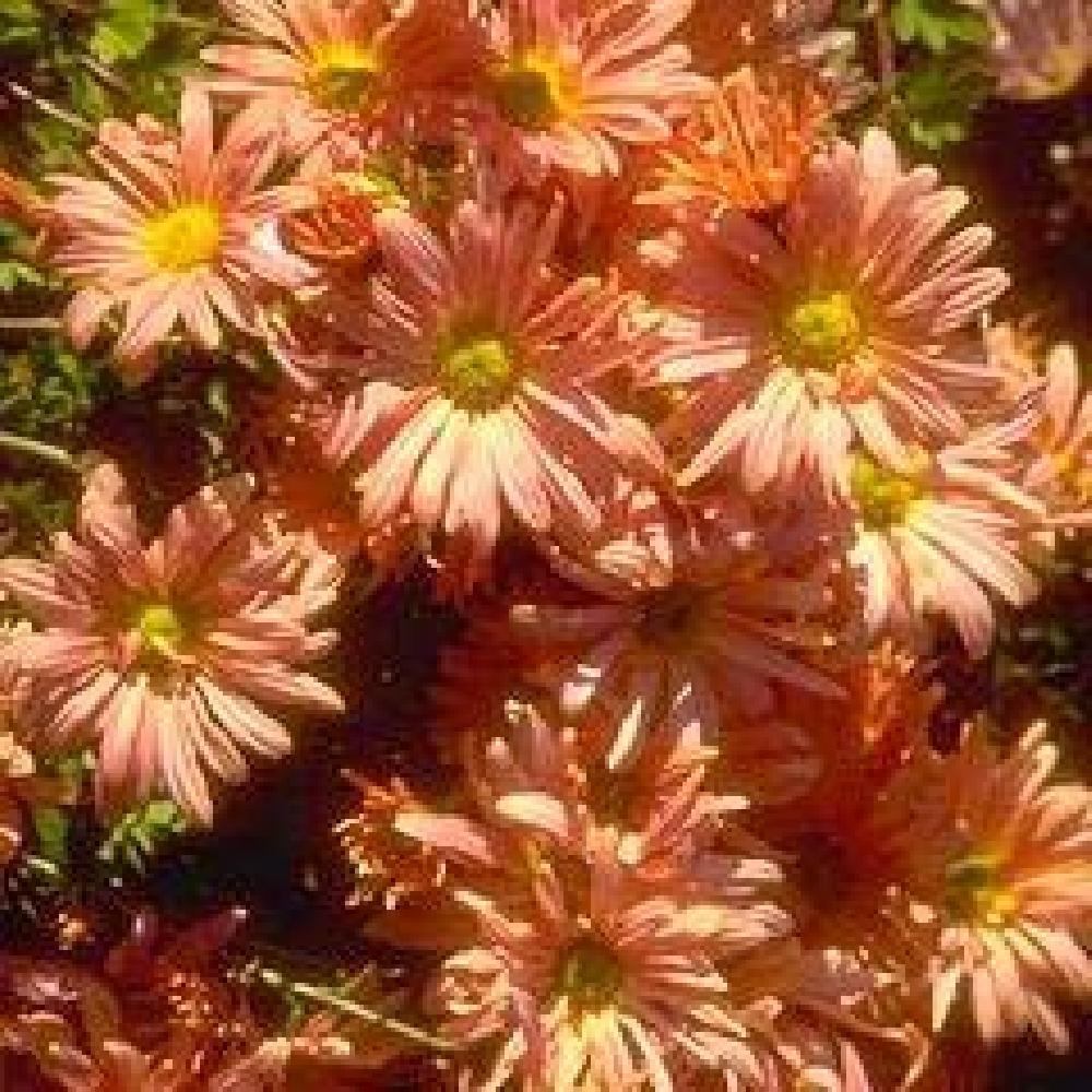 CHRYSANTHEMUM 'Lady Brockett'