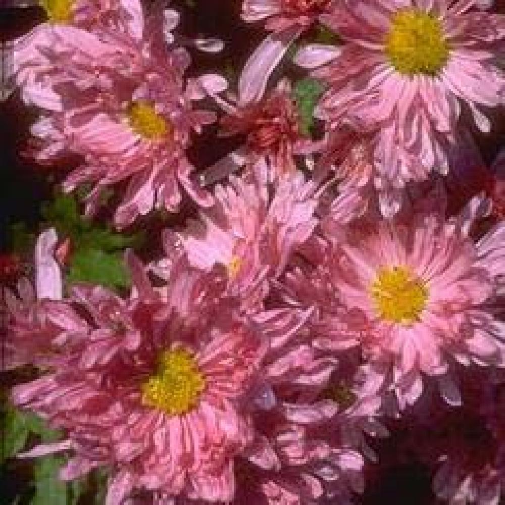 CHRYSANTHEMUM 'Lucie'