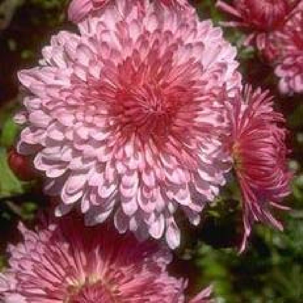 CHRYSANTHEMUM 'Mei-Kyo'