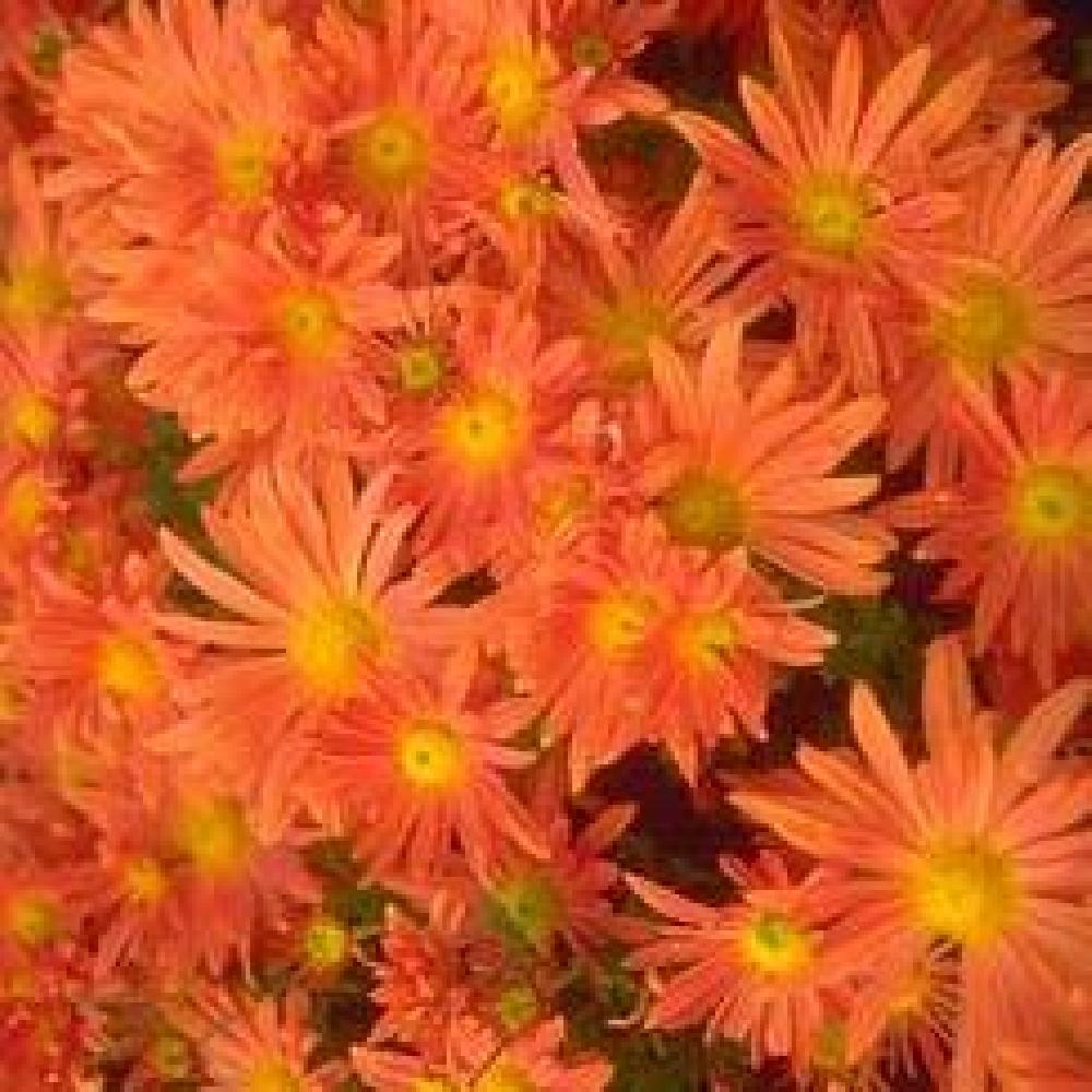 CHRYSANTHEMUM 'Orange Wonder'