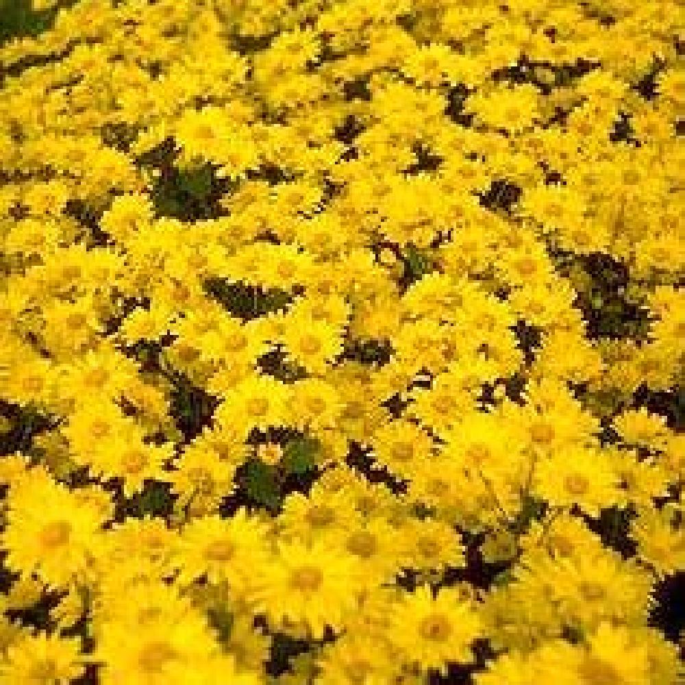 CHRYSANTHEMUM 'Schaffhausen'