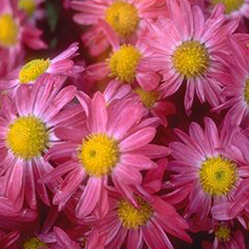 CHRYSANTHEMUM 'Soir d'Orient'