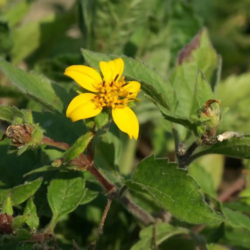 CHRYSOGONUM virginianum.' image 2