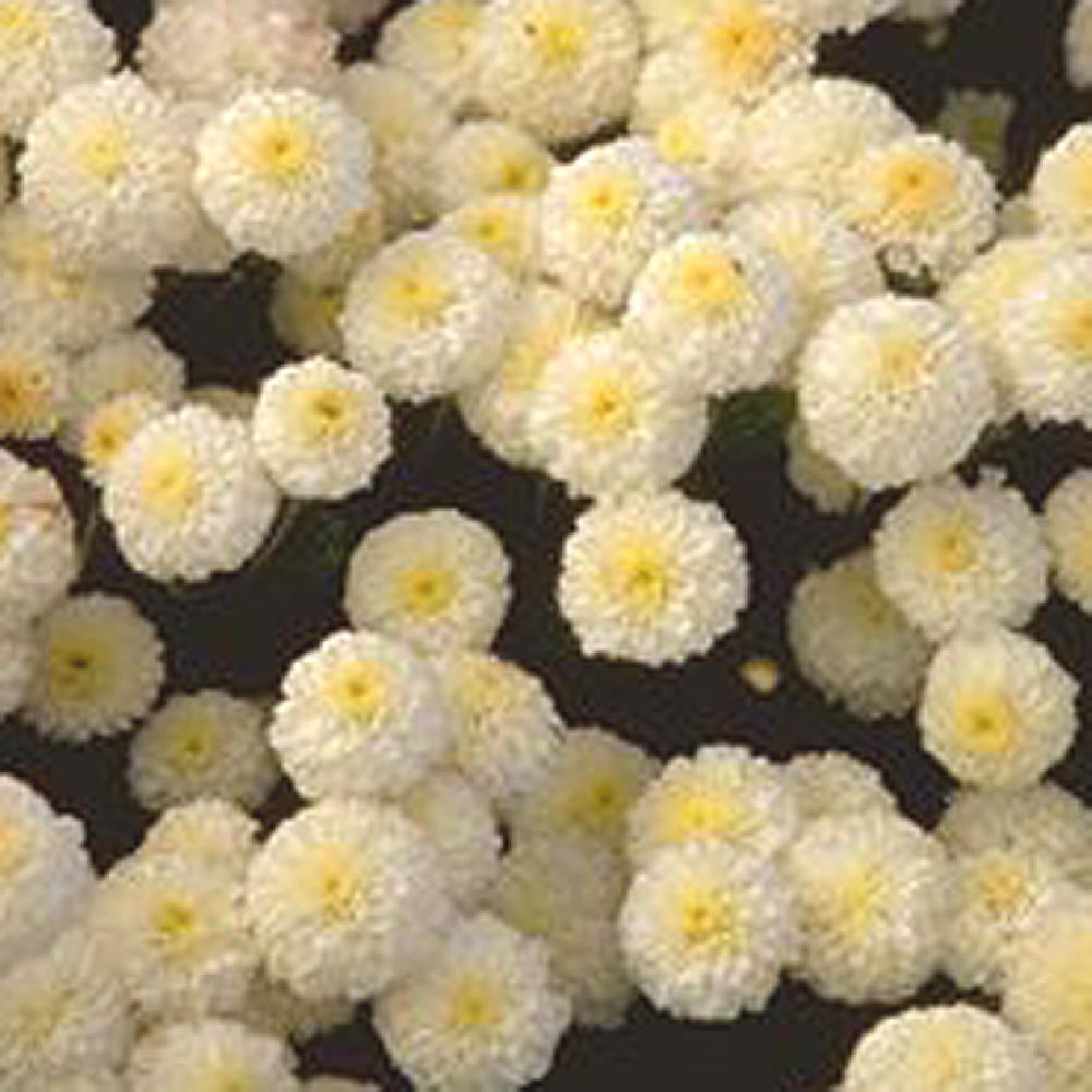 CHRYSANTHEMUM 'White Bouquet'