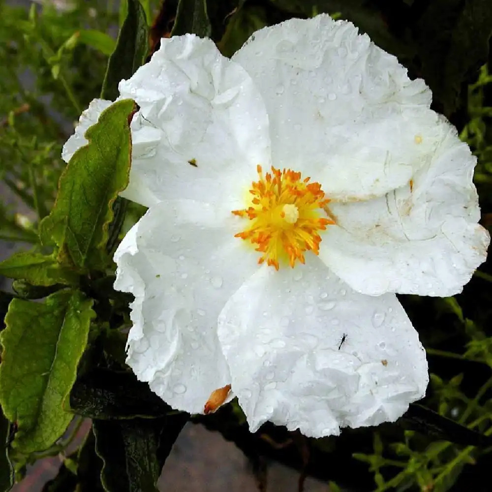 CISTUS x aguilarii f.immaculatus