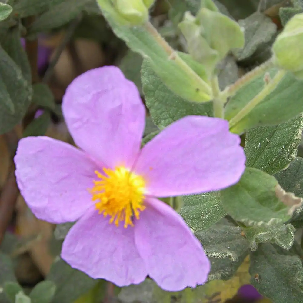 CISTUS x canescens