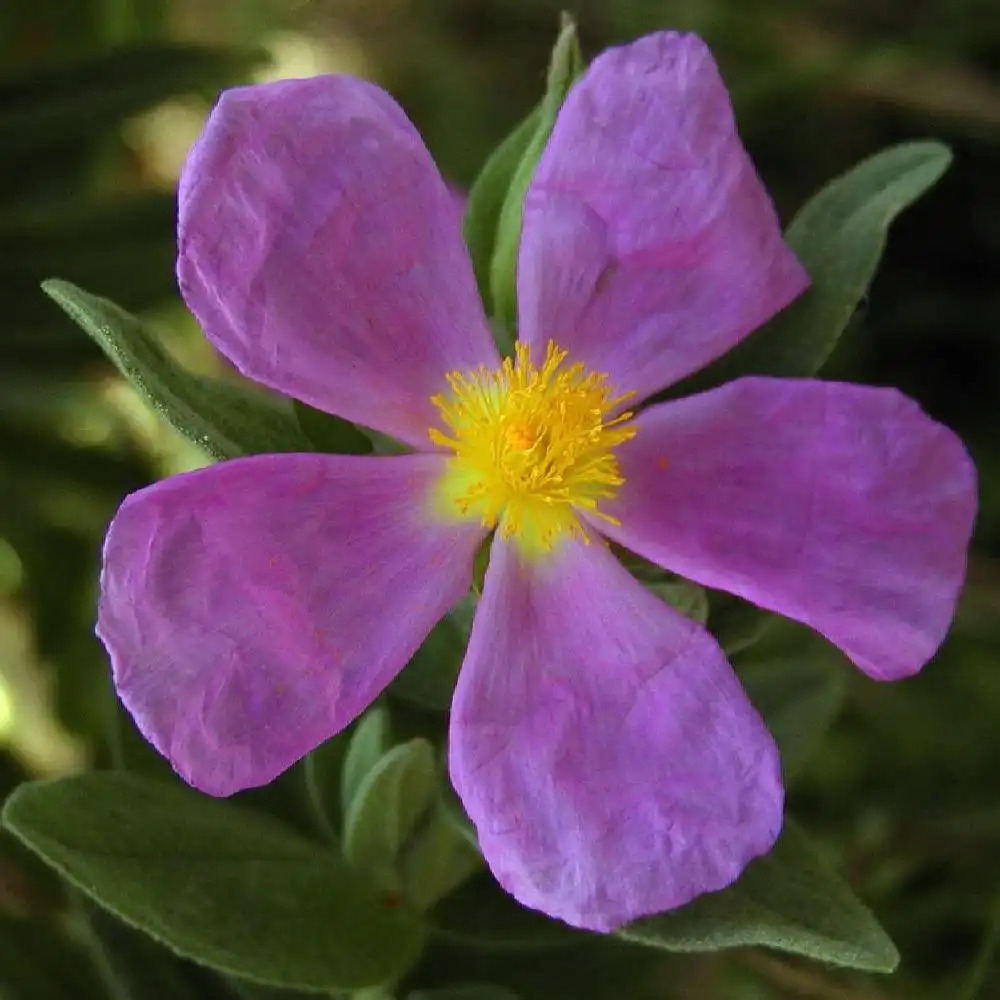 CISTUS creticus