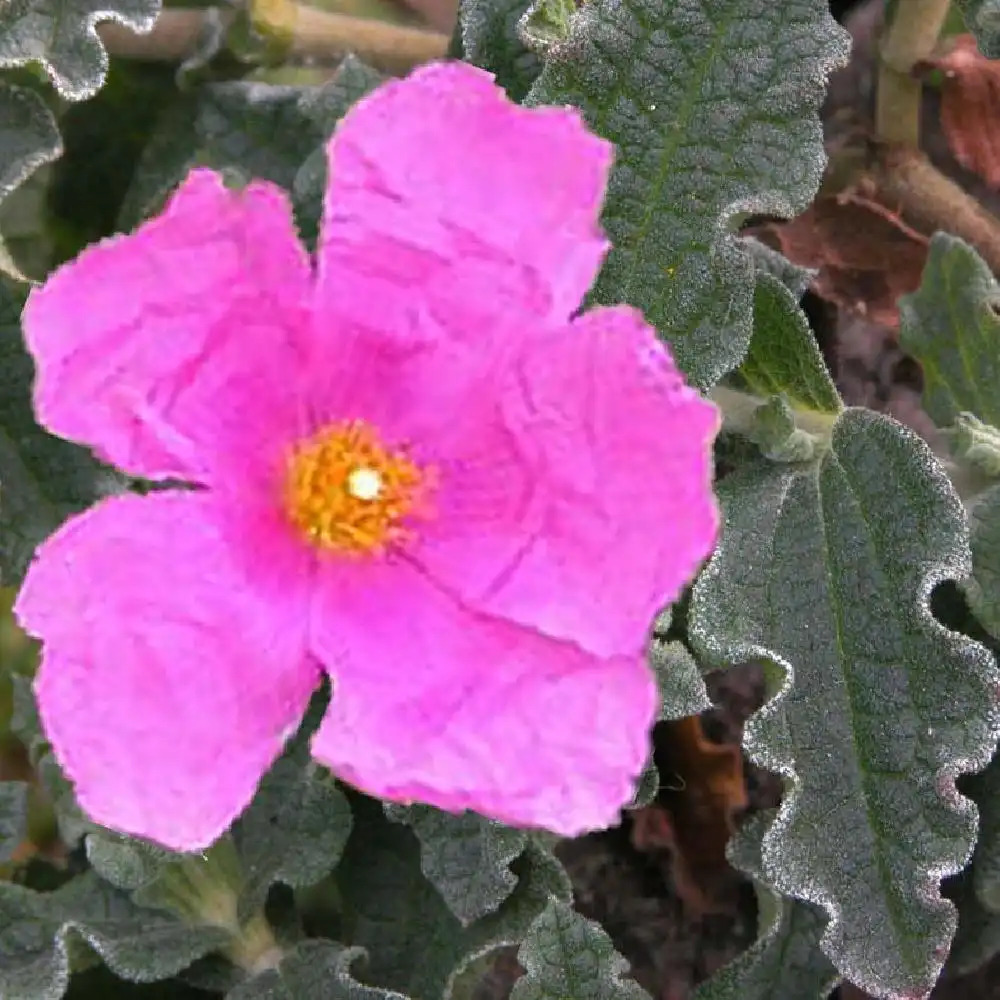 CISTUS crispus 'Prostratus'