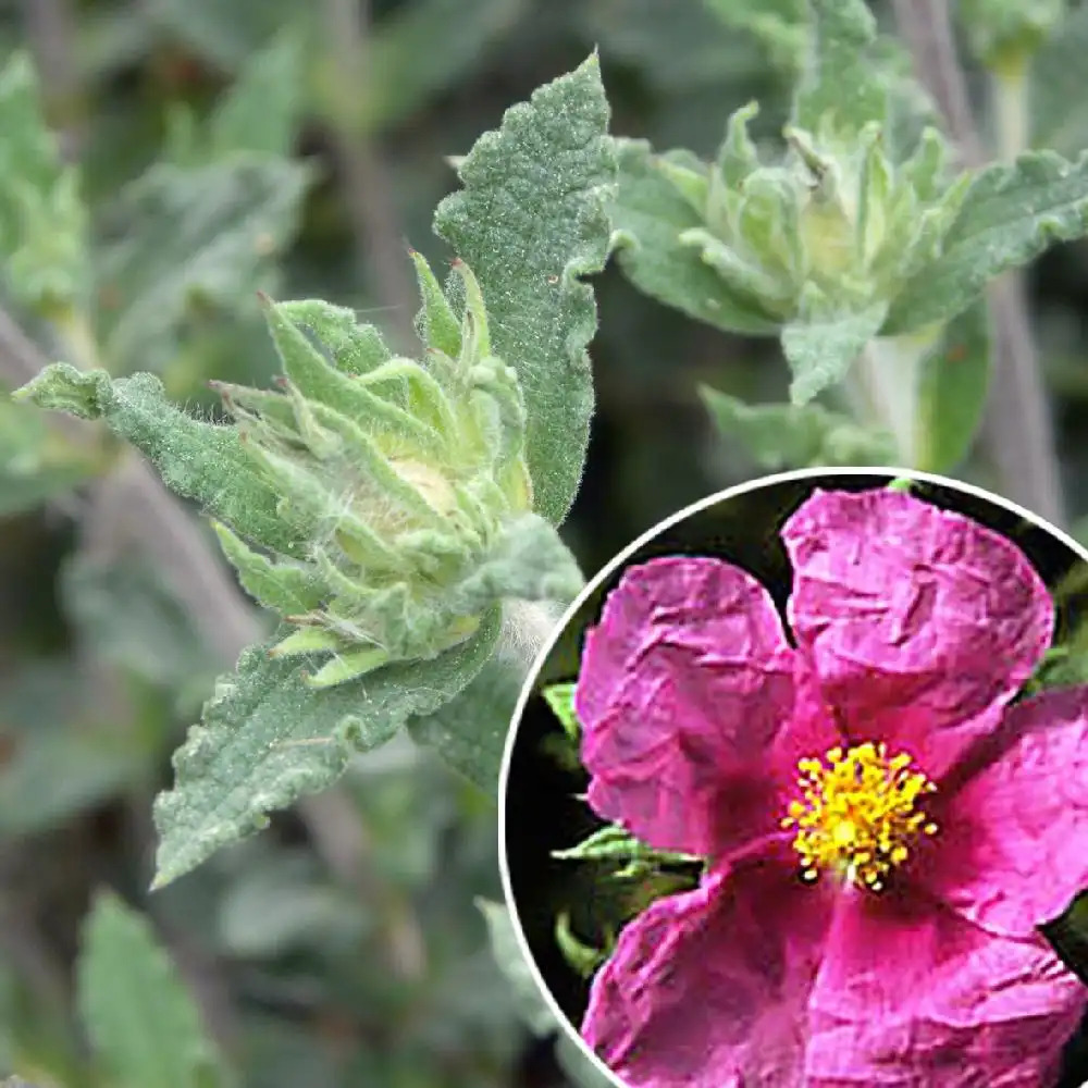 CISTUS crispus