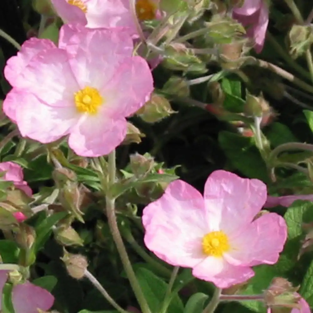 CISTUS 'Grayswood Pink'