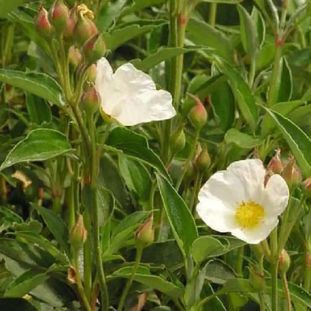 CISTUS laurifolius