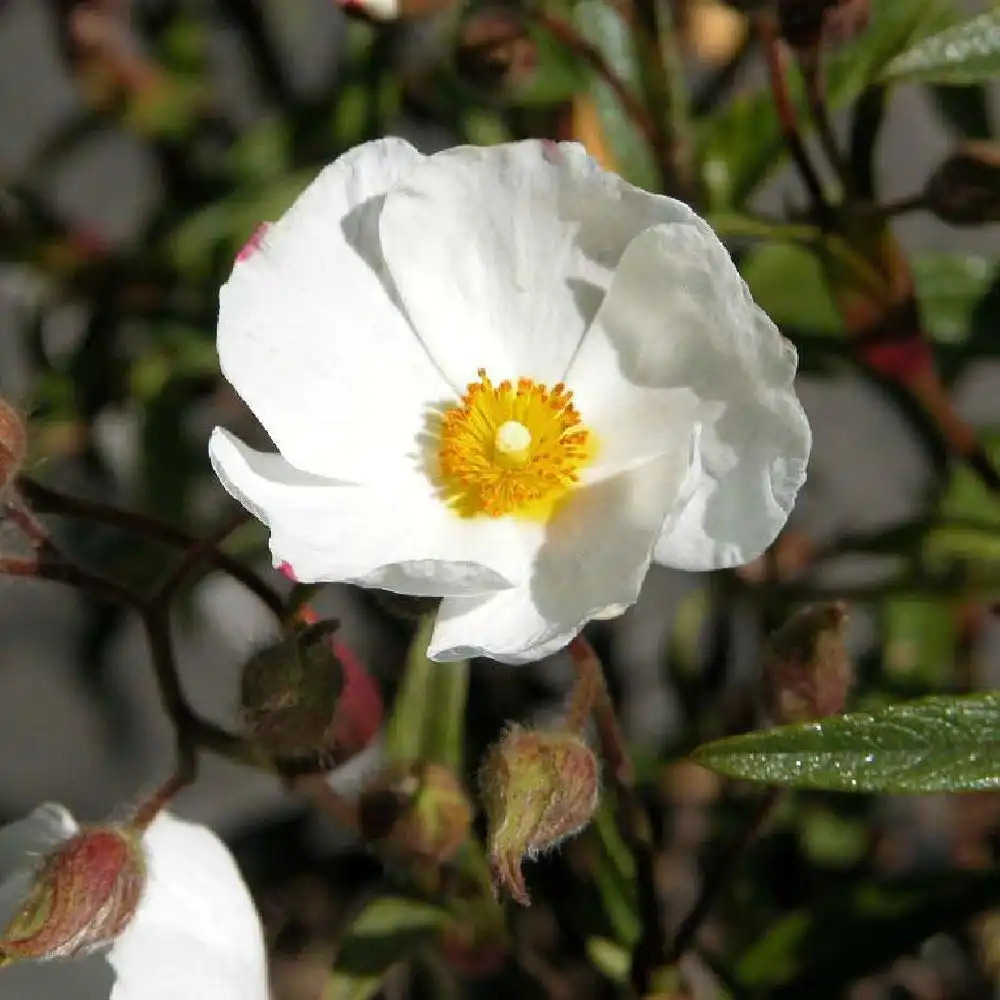 CISTUS x ledon