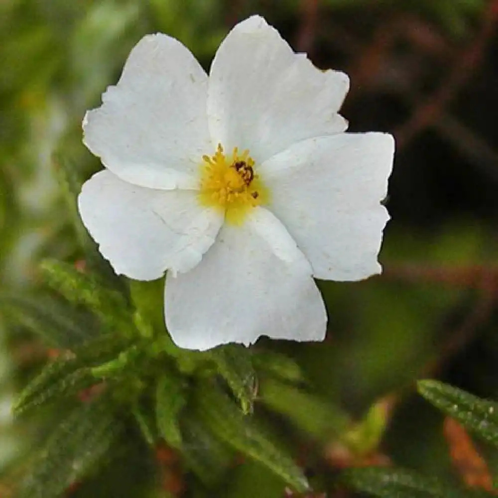 CISTUS libanotis