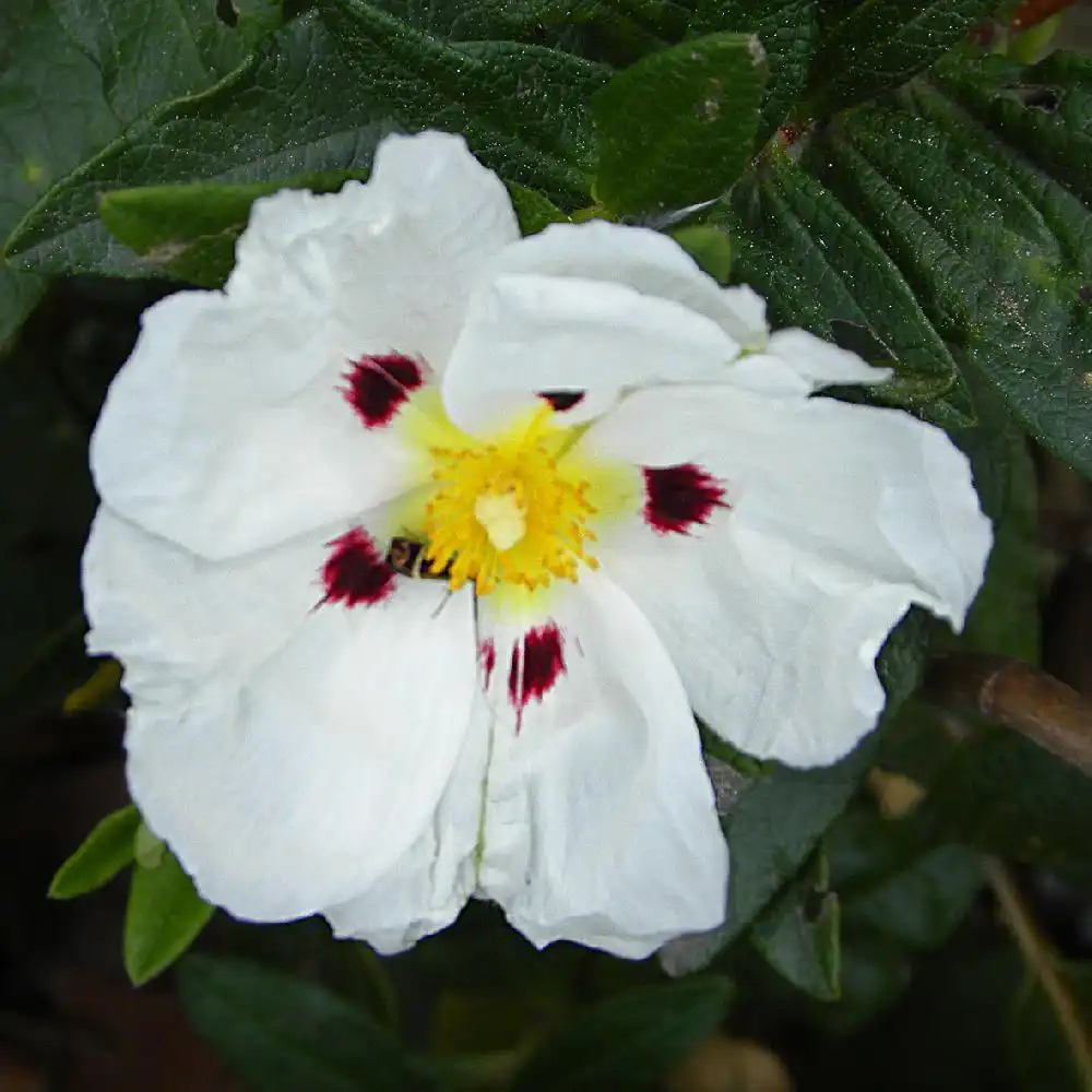 CISTUS x loretii (= CISTUS x dansereaui)