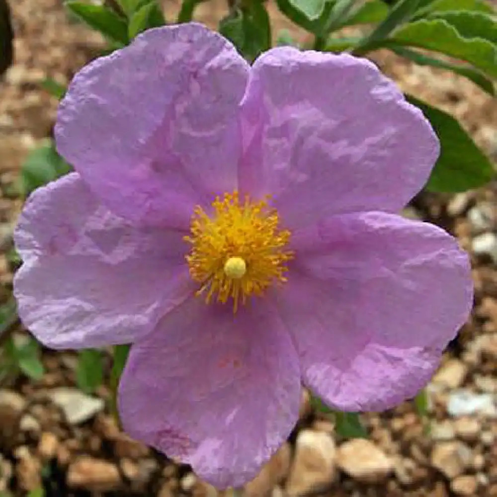 CISTUS x lucasii