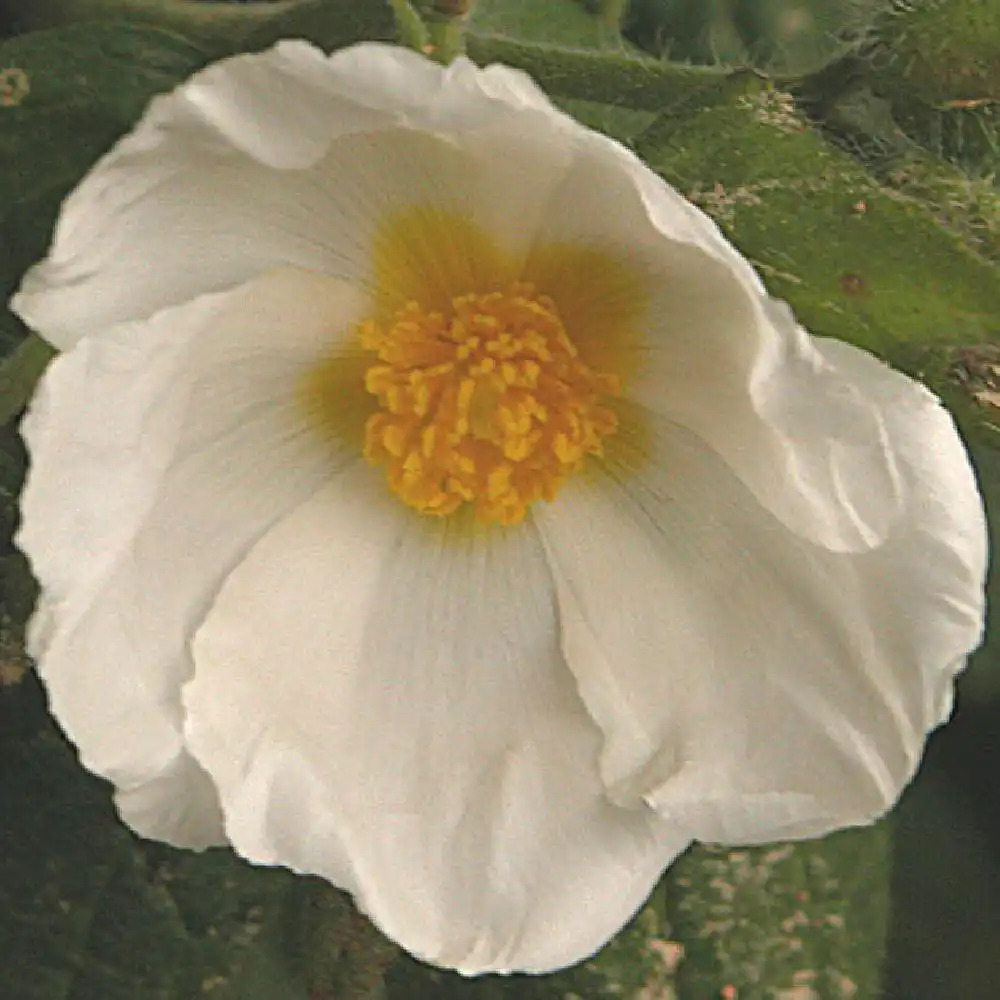 CISTUS psilosepalus