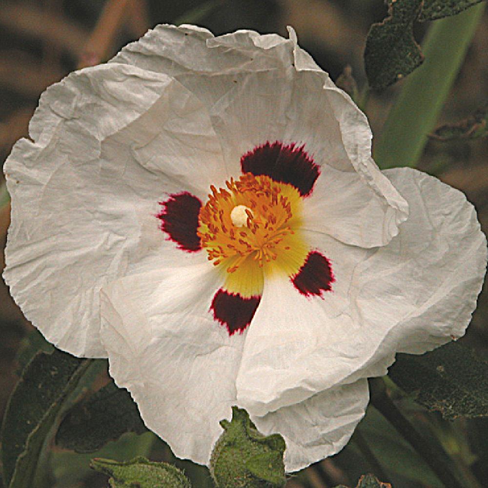 CISTUS x purpureus 'Alan Fradd'