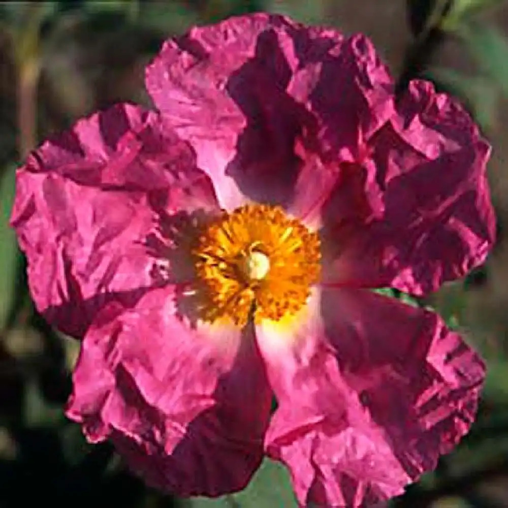 CISTUS x purpureus f. holorhodos