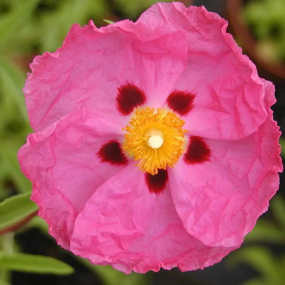 CISTUS x purpureus