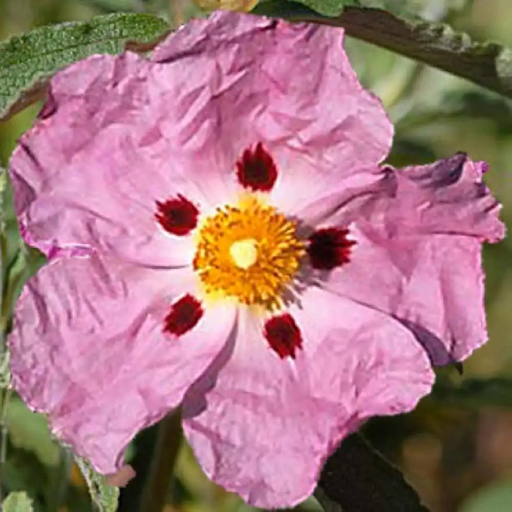 CISTUS x purpureus f. stictus