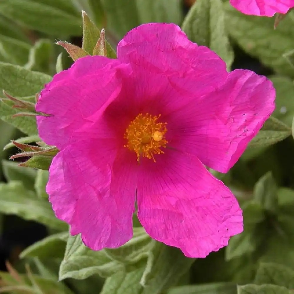 CISTUS x pulverulentus 'Sunset'