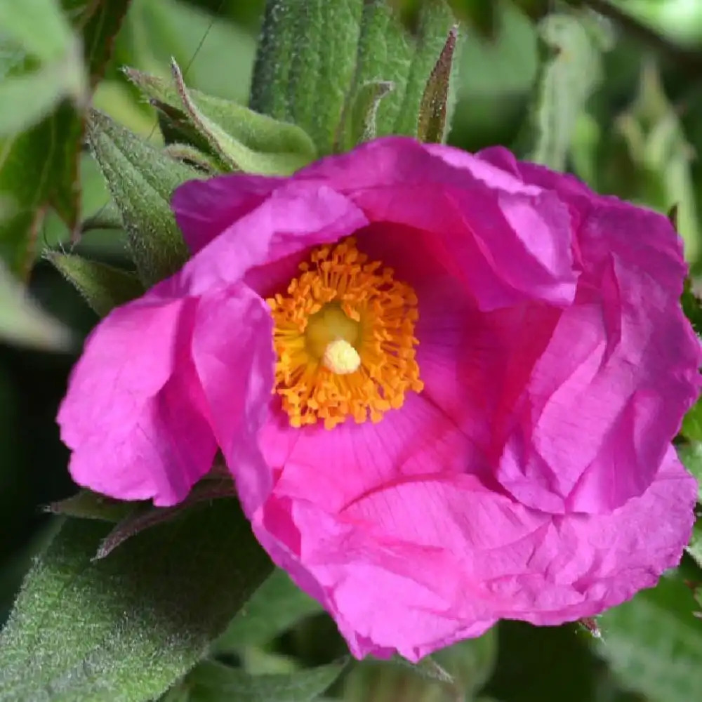 CISTUS x pulverulentus