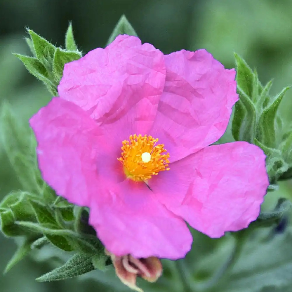CISTUS x ralletii