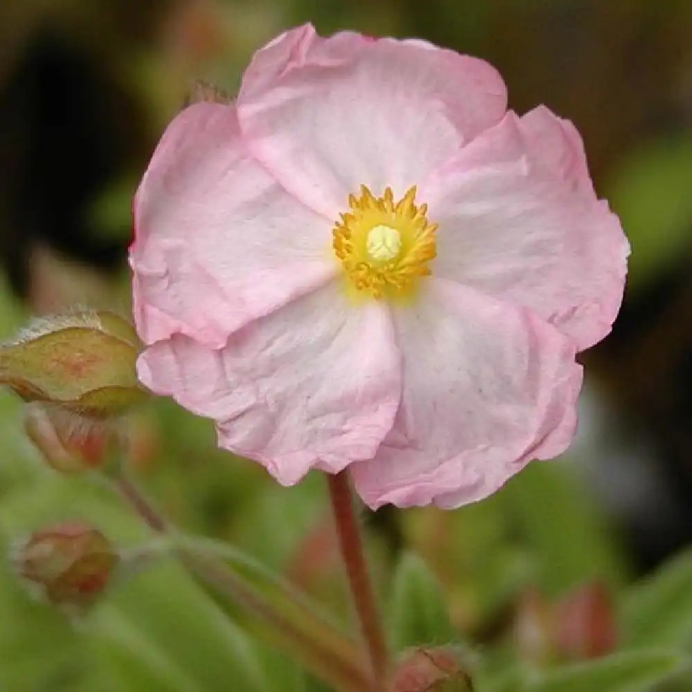 CISTUS x skanbergii