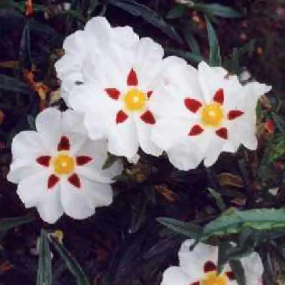 CISTUS x stenophyllus