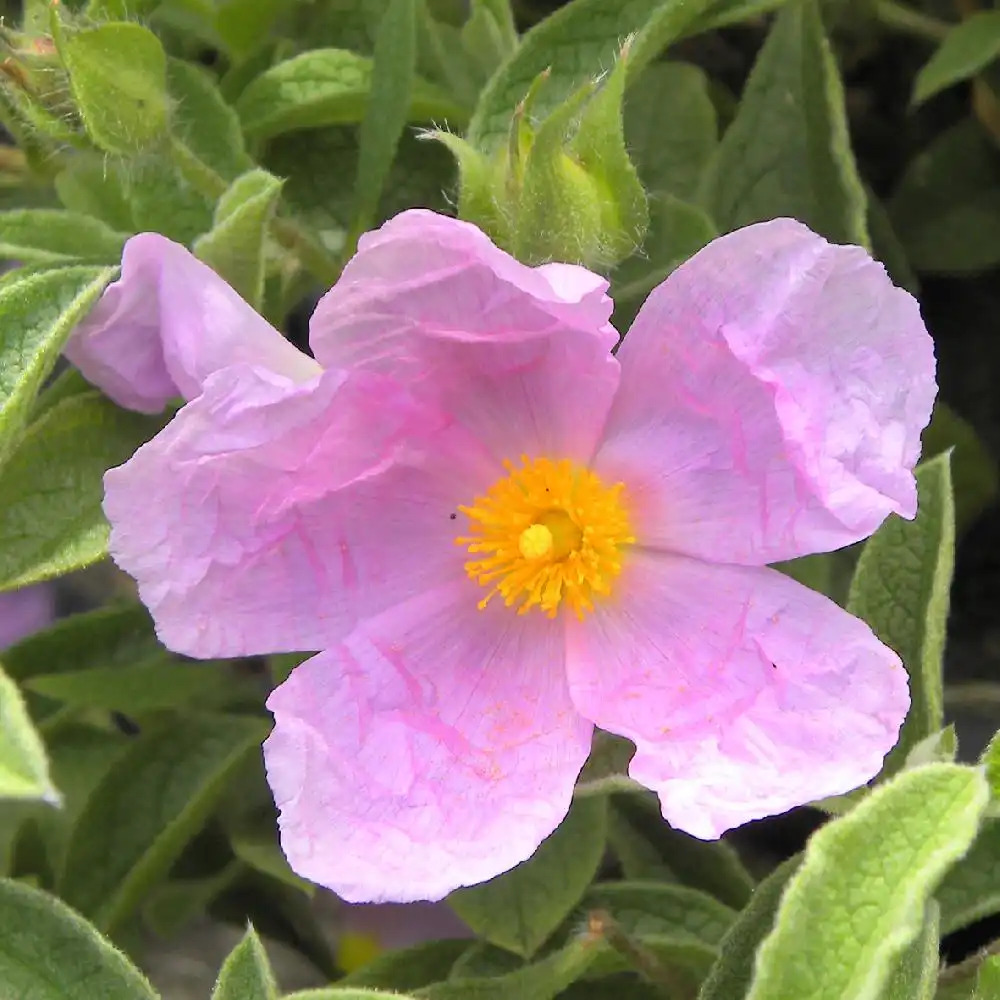 CISTUS 'Violette'