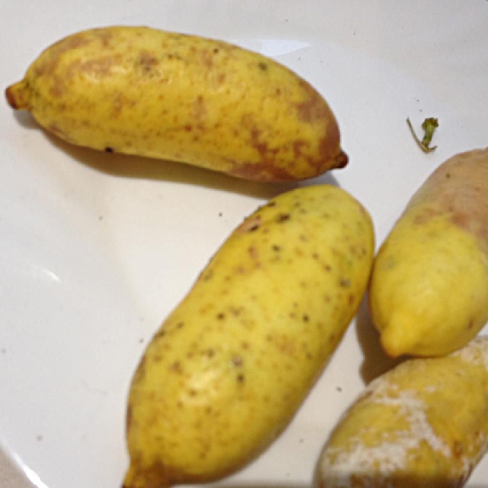 CITRUS australasica 'Yellow'