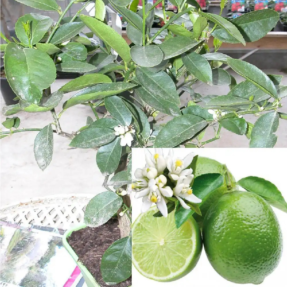 Lime de Tahiti (CITRUS latifolia)
