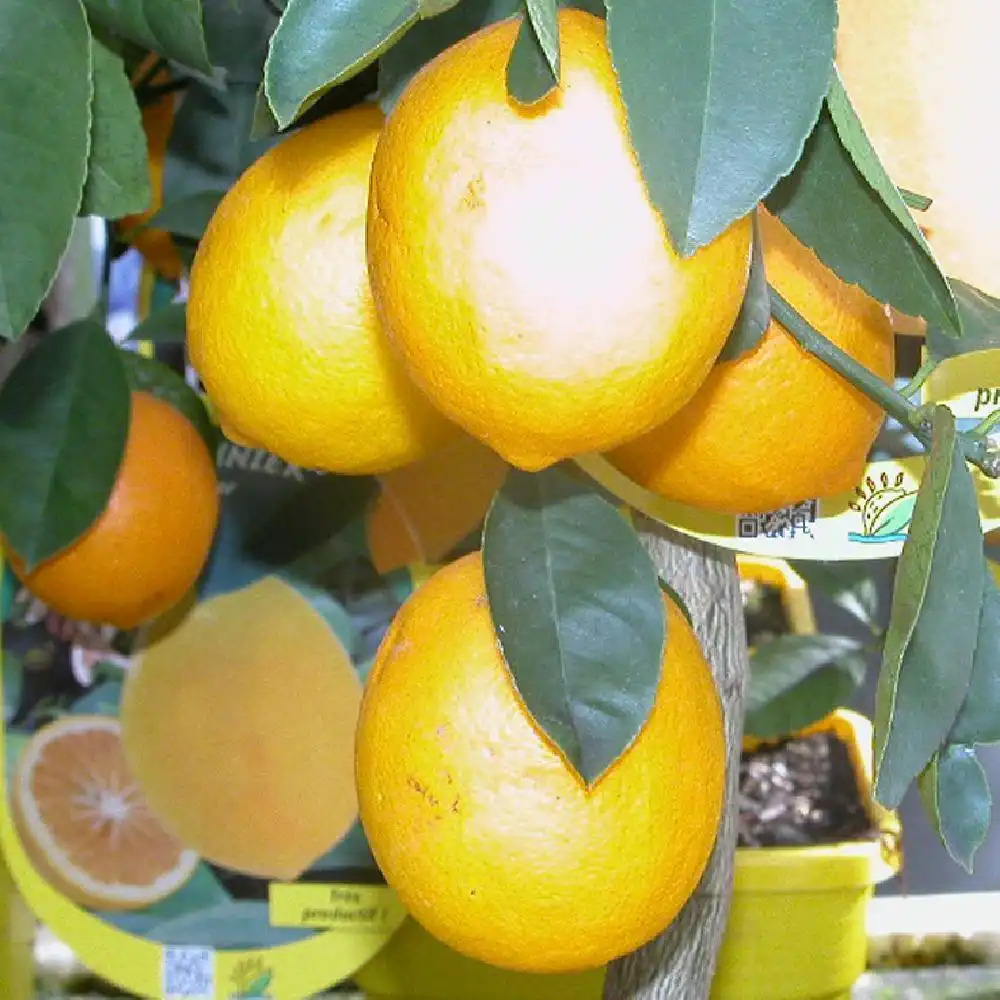 Citronnier 'Meyer' - Les Jardins de Phocas