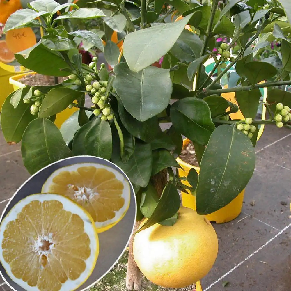 Pomelo à chair jaune (CITRUS x paradisi)