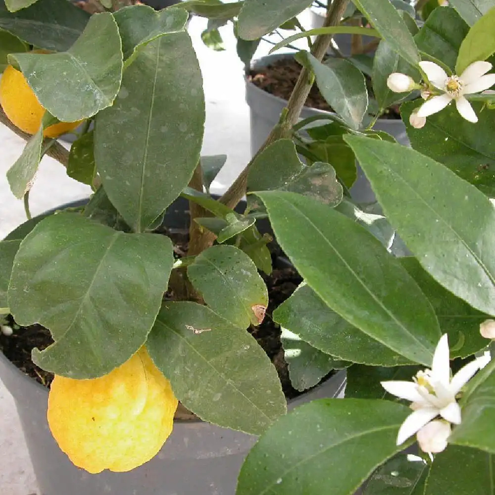 Citronnier '4 saisons' (CITRUS limon) miniature 2