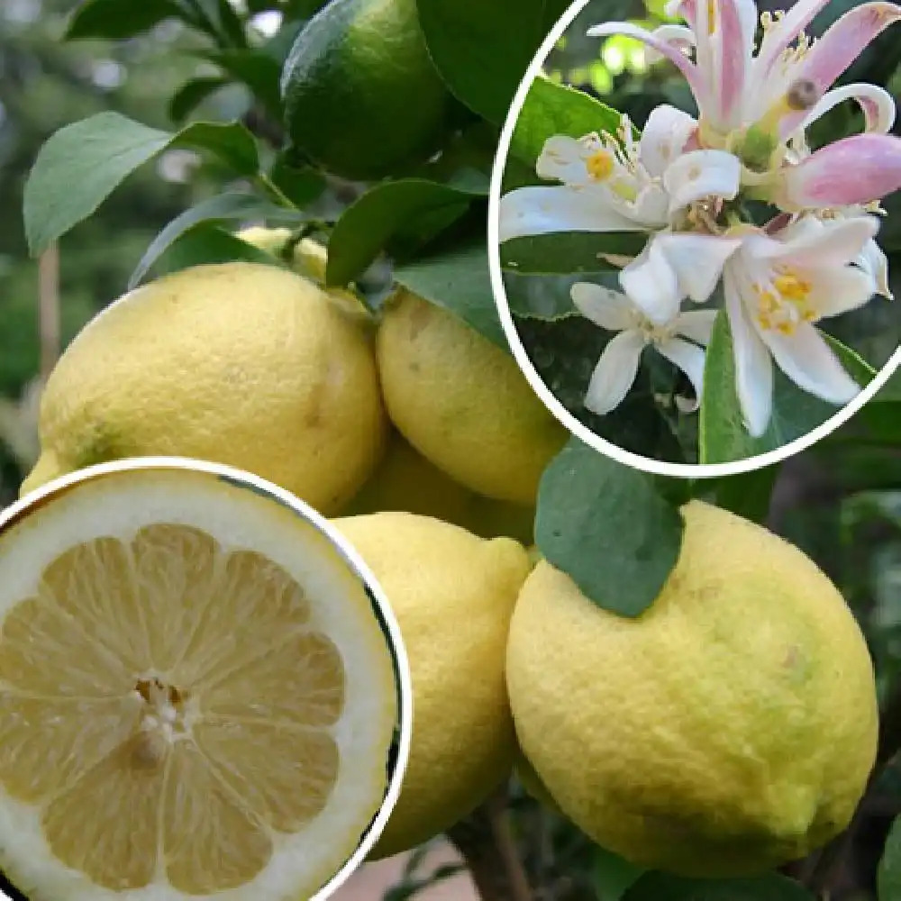 Citronnier (Citrus limon), pour le jus de citron : plantation, culture,  entretien