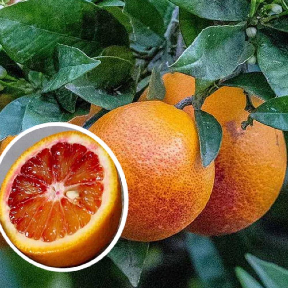 Oranger sanguin (CITRUS sinensis 'Sanguinea')